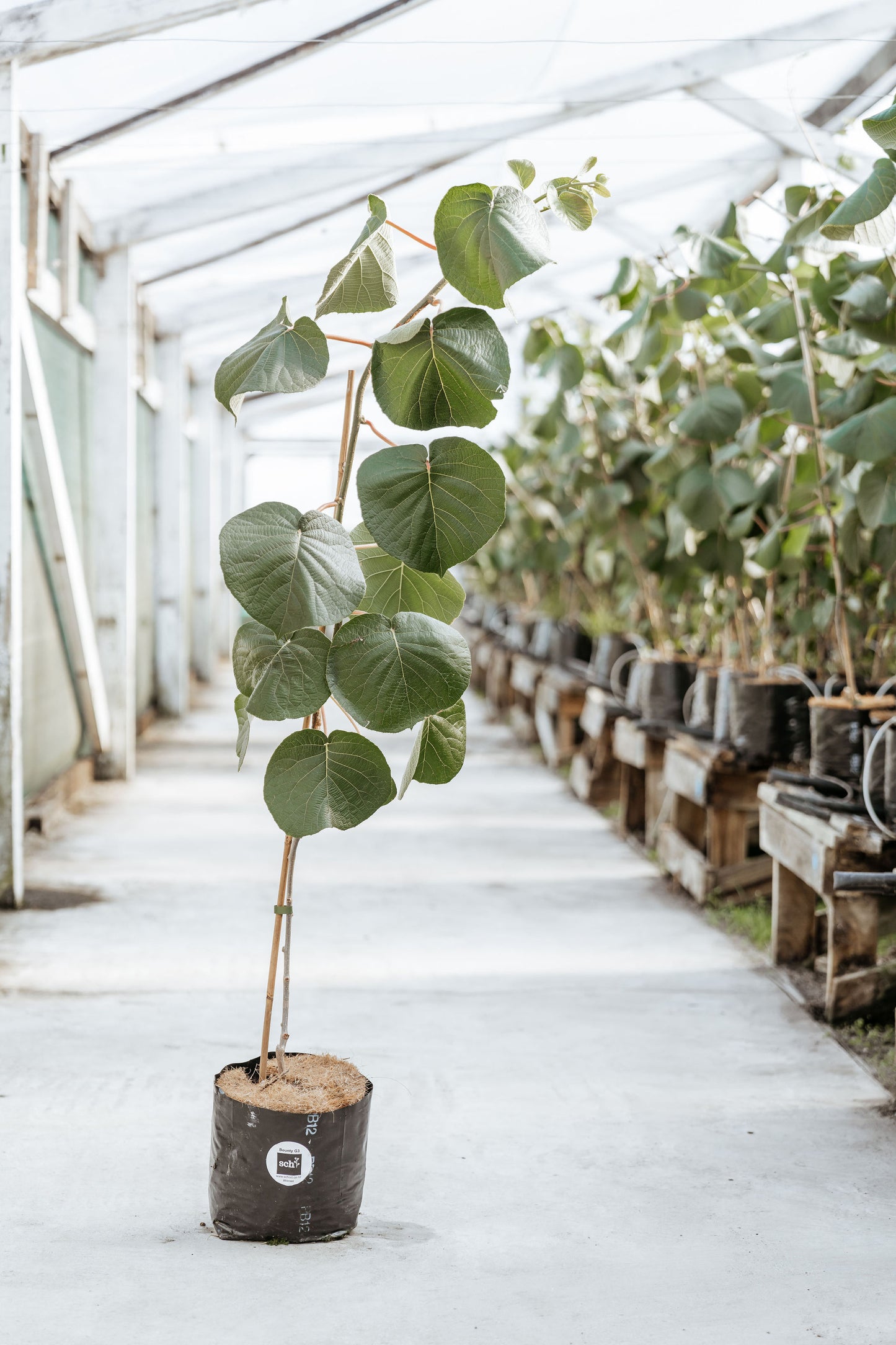 Bounty G3 (ZESY002) - Premium (2026 Season)