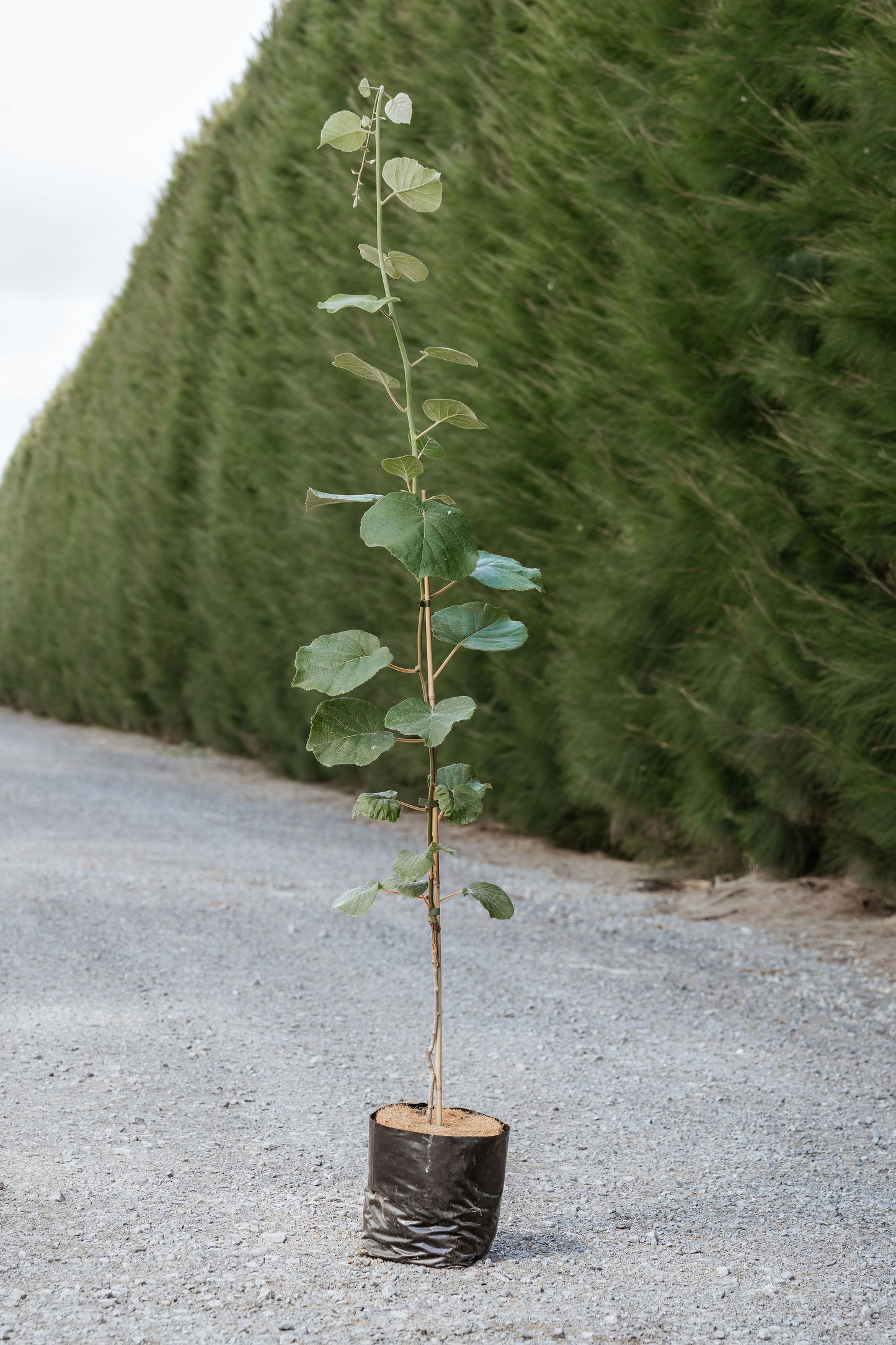 Bounty M33 - Premium (2026 Season)