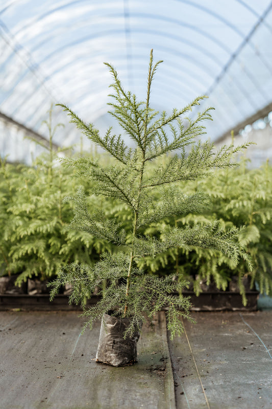 Cryptomeria Japonica - 1 year old